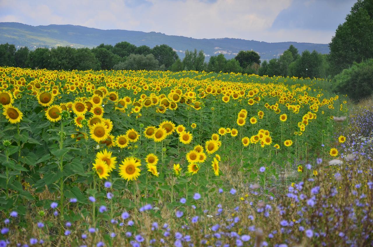 Agriturismo L'Impero Santa Luce Bagian luar foto